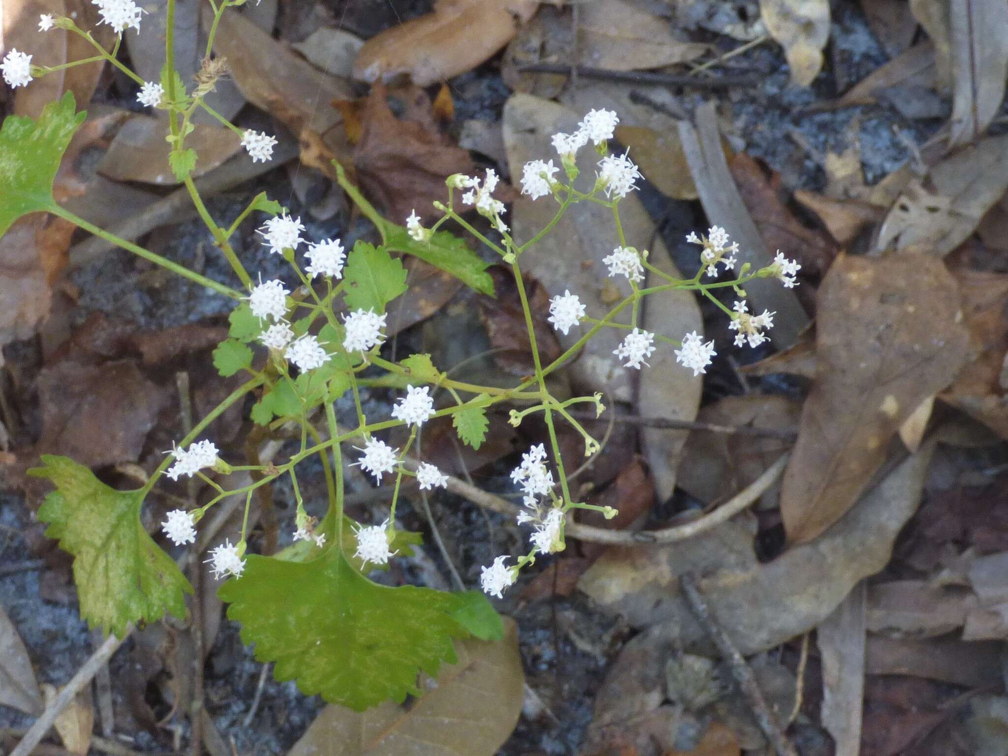 Image of hammock snakeroot