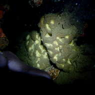 Image of giant sponge