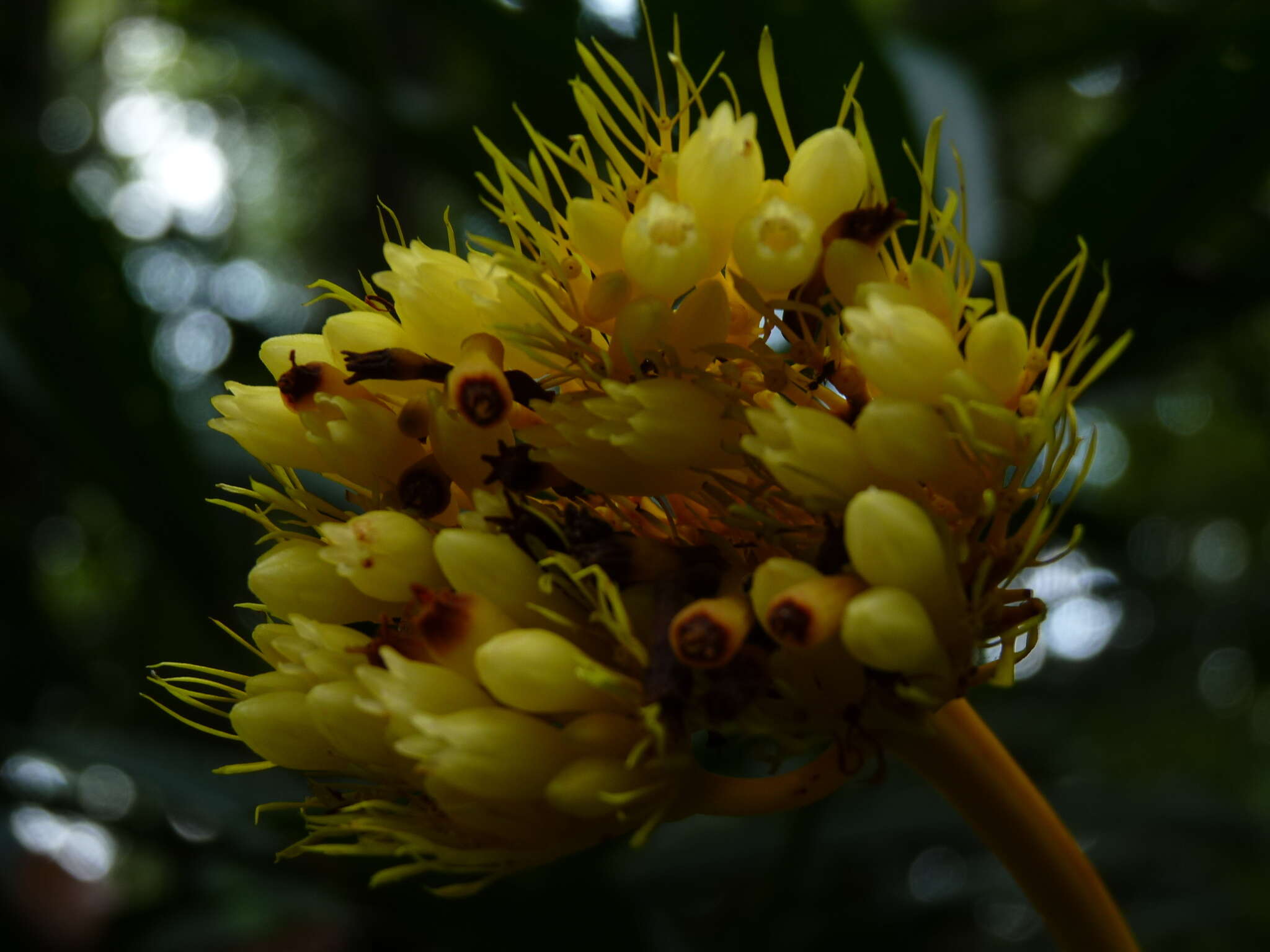 Palicourea virens (Poepp.) Standl. resmi