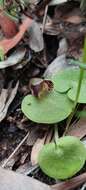 Image of Tiny helmet orchid