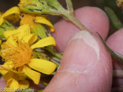 Image of Senecio ferreyrae Cabrera