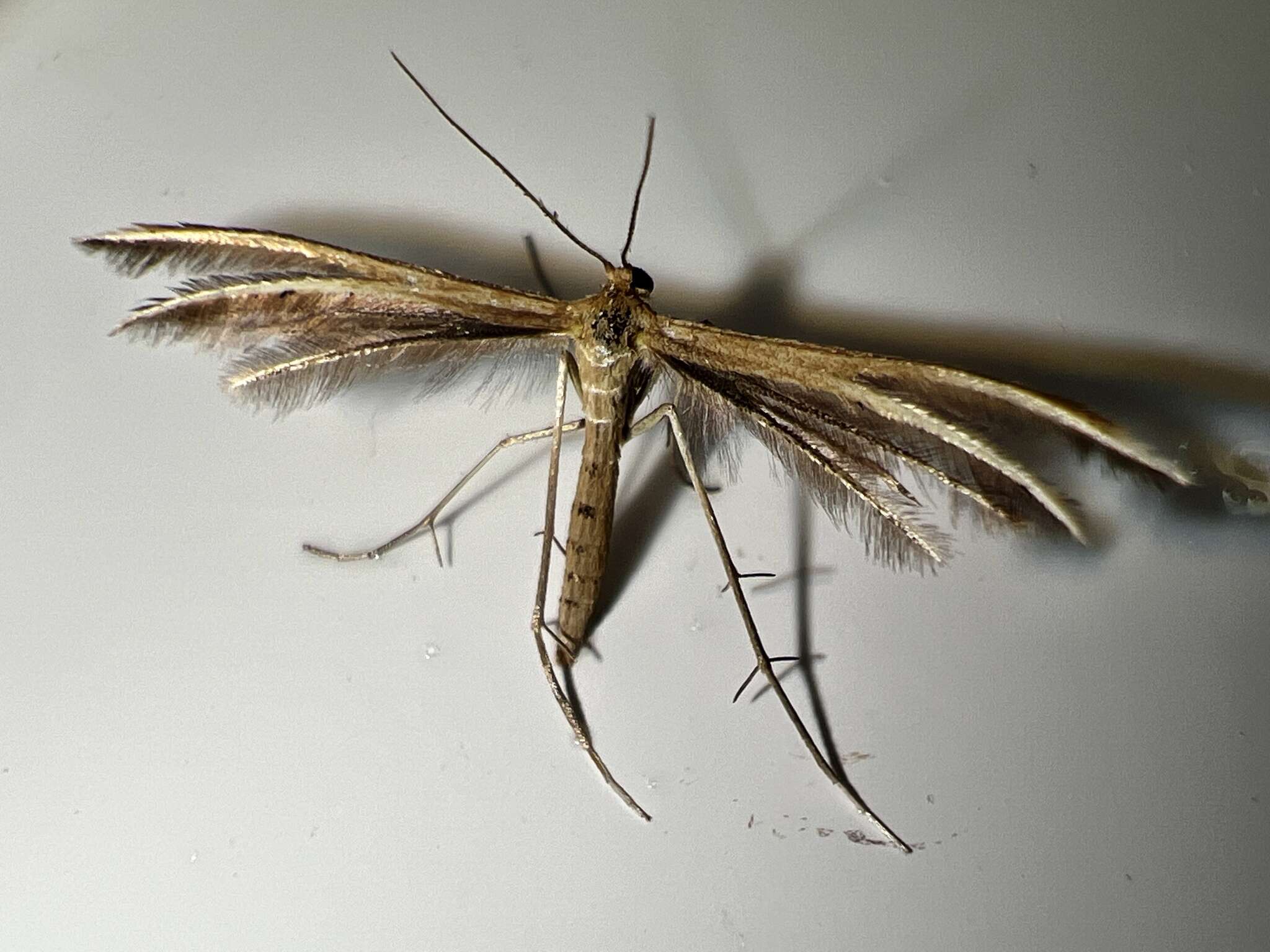 Image of <i>Pterophorus innotatalis</i>