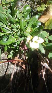 Image of sand-dune rockcress