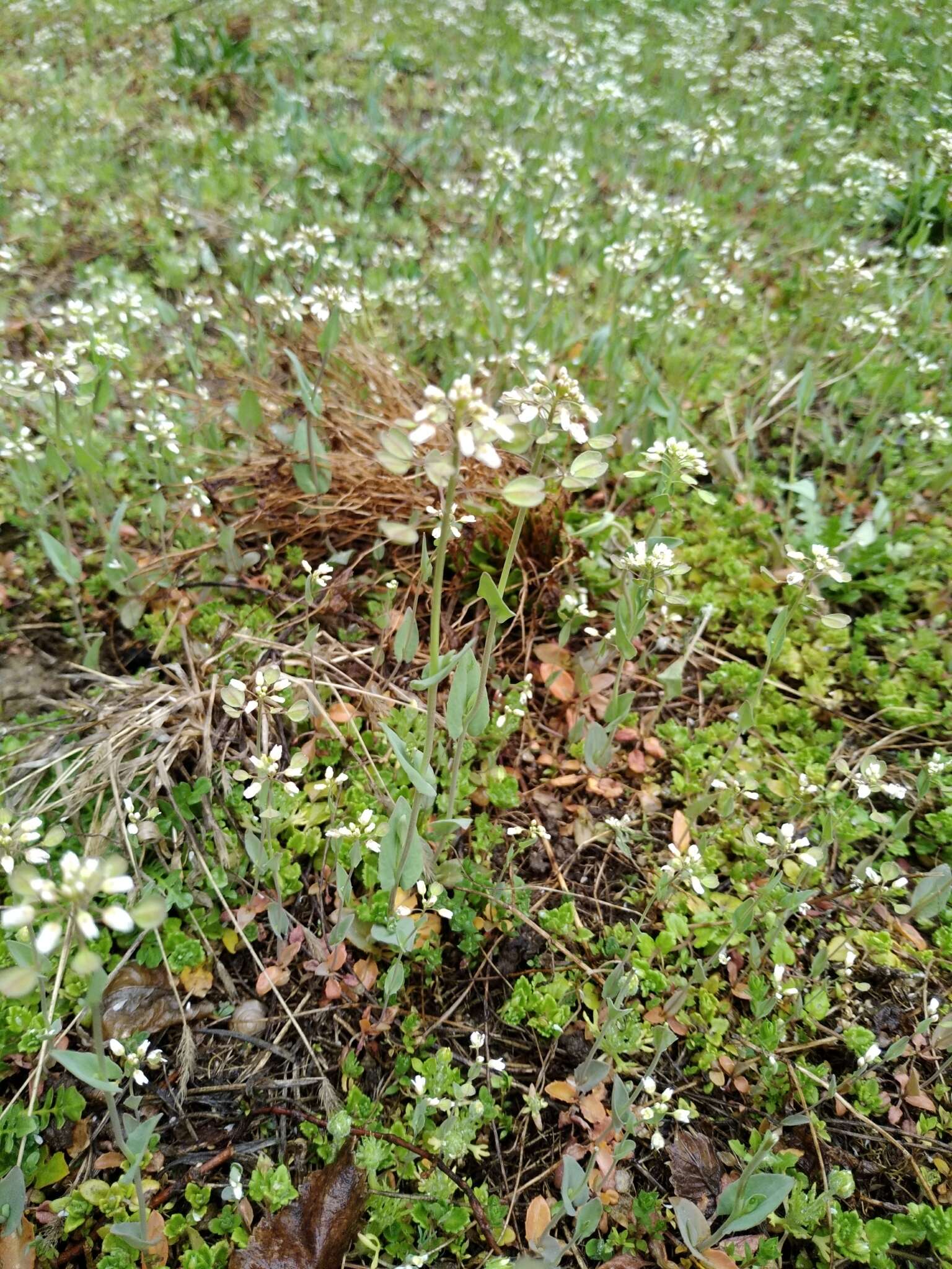 Image of <i>Noccaea perfoliata</i>