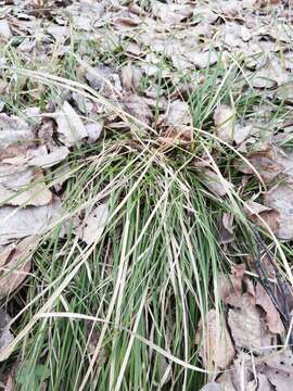 Image of Carex pediformis C. A. Mey.