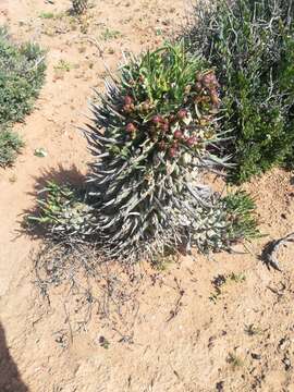 Euphorbia schoenlandii Pax resmi