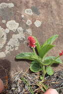 Image of Acalypha peduncularis Meisn. ex C. Krauss