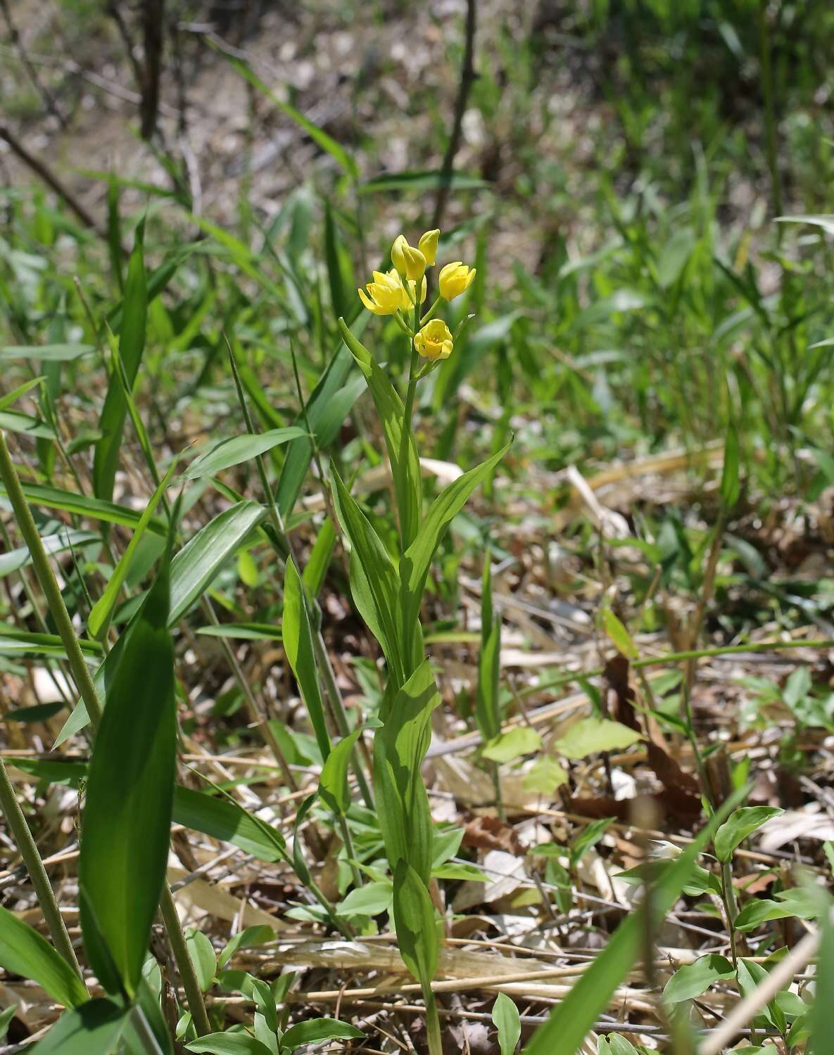 Слика од Cephalanthera falcata (Thunb.) Blume