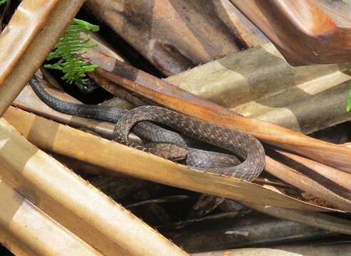 Imagem de Lycognathophis Boulenger 1893