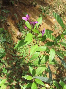 Pseuderanthemum laxiflorum (A. Gray) Hubbard ex L. H. Bailey resmi