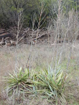 Image of twistleaf yucca