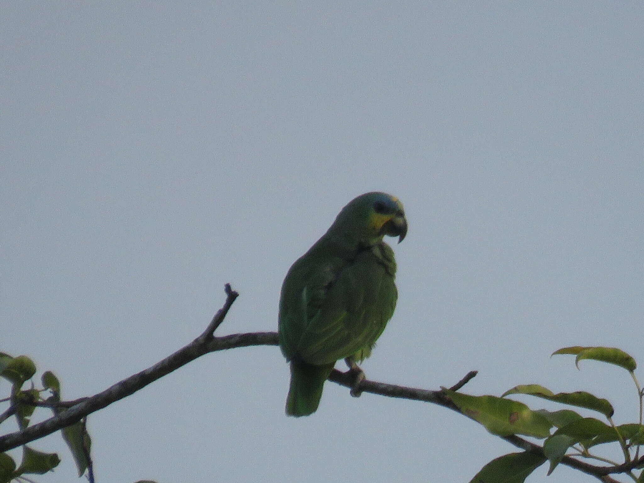 Plancia ëd Amazona amazonica (Linnaeus 1766)