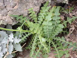 Image of Sonchus radicatus Ait.