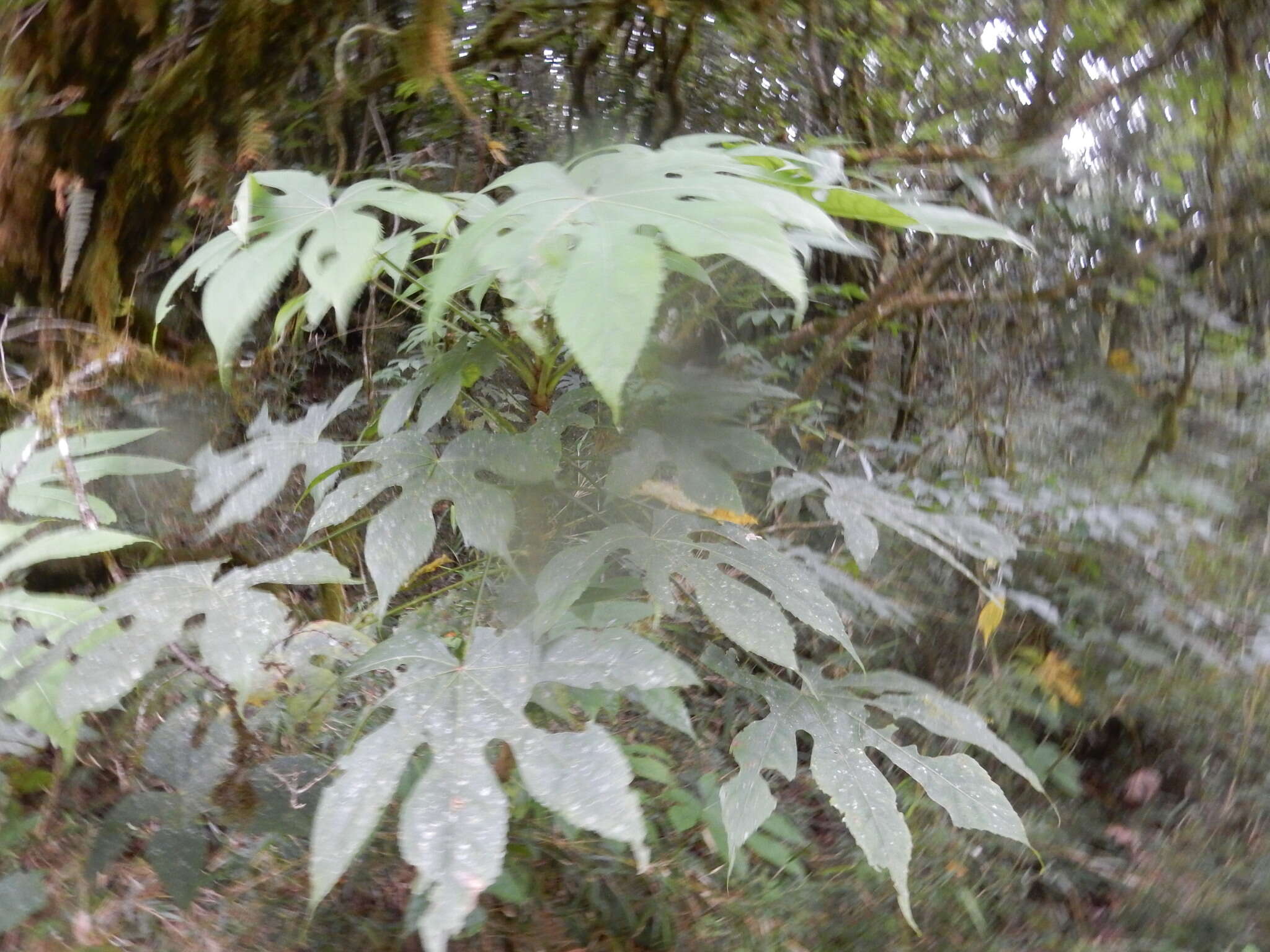 Image of Fatsia polycarpa Hayata