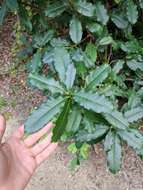 Image of Taiwanese photinia