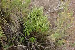 Image of Buddleja loricata Leeuwenberg