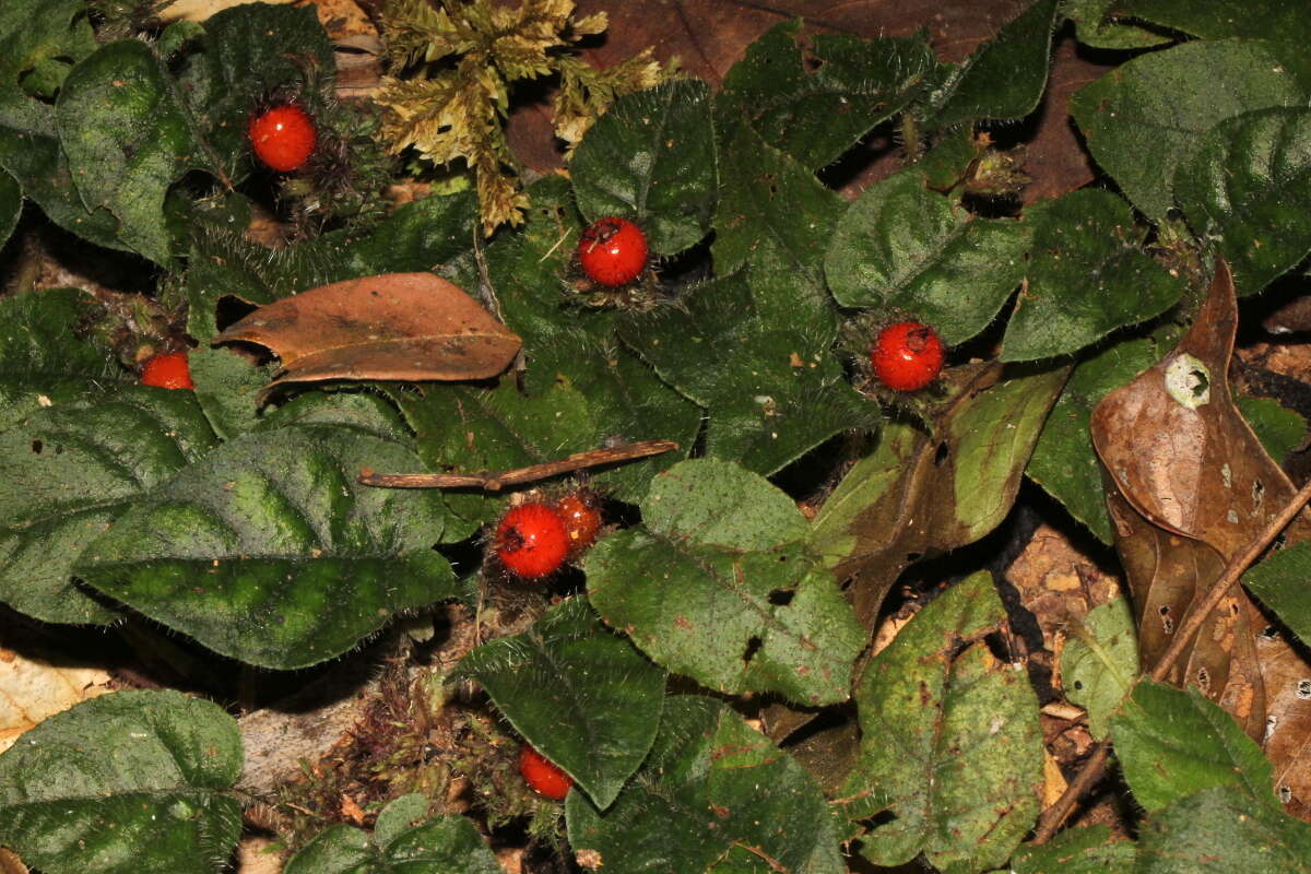 Image of Geophila cordifolia Miq.