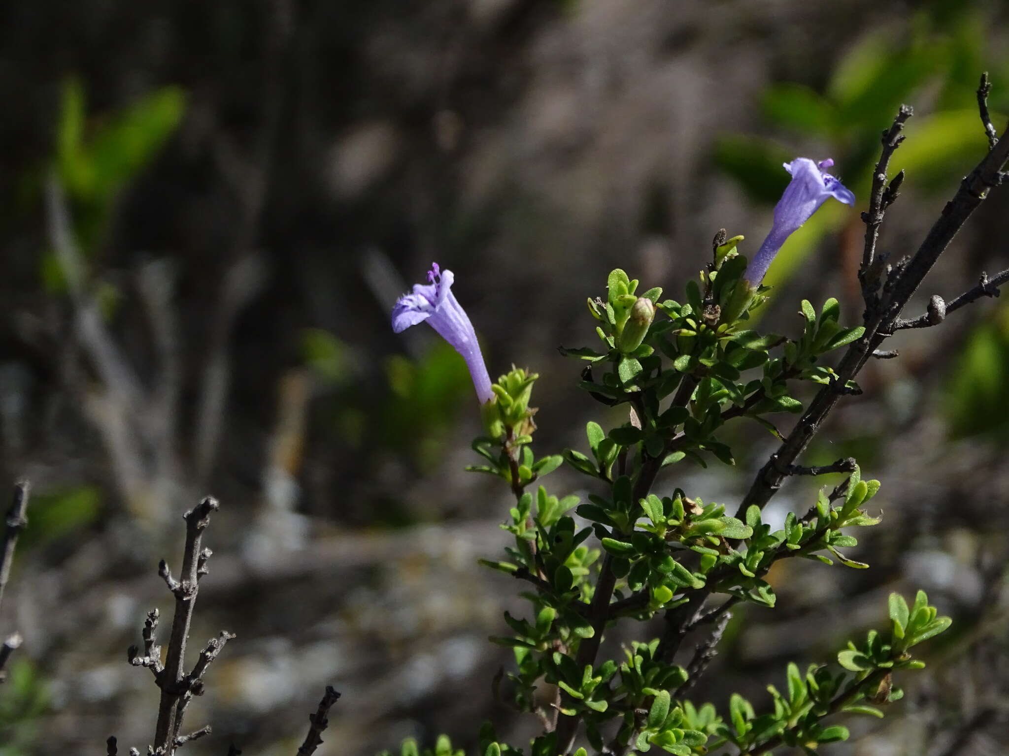 Plancia ëd Clinopodium chilense (Benth.) Govaerts