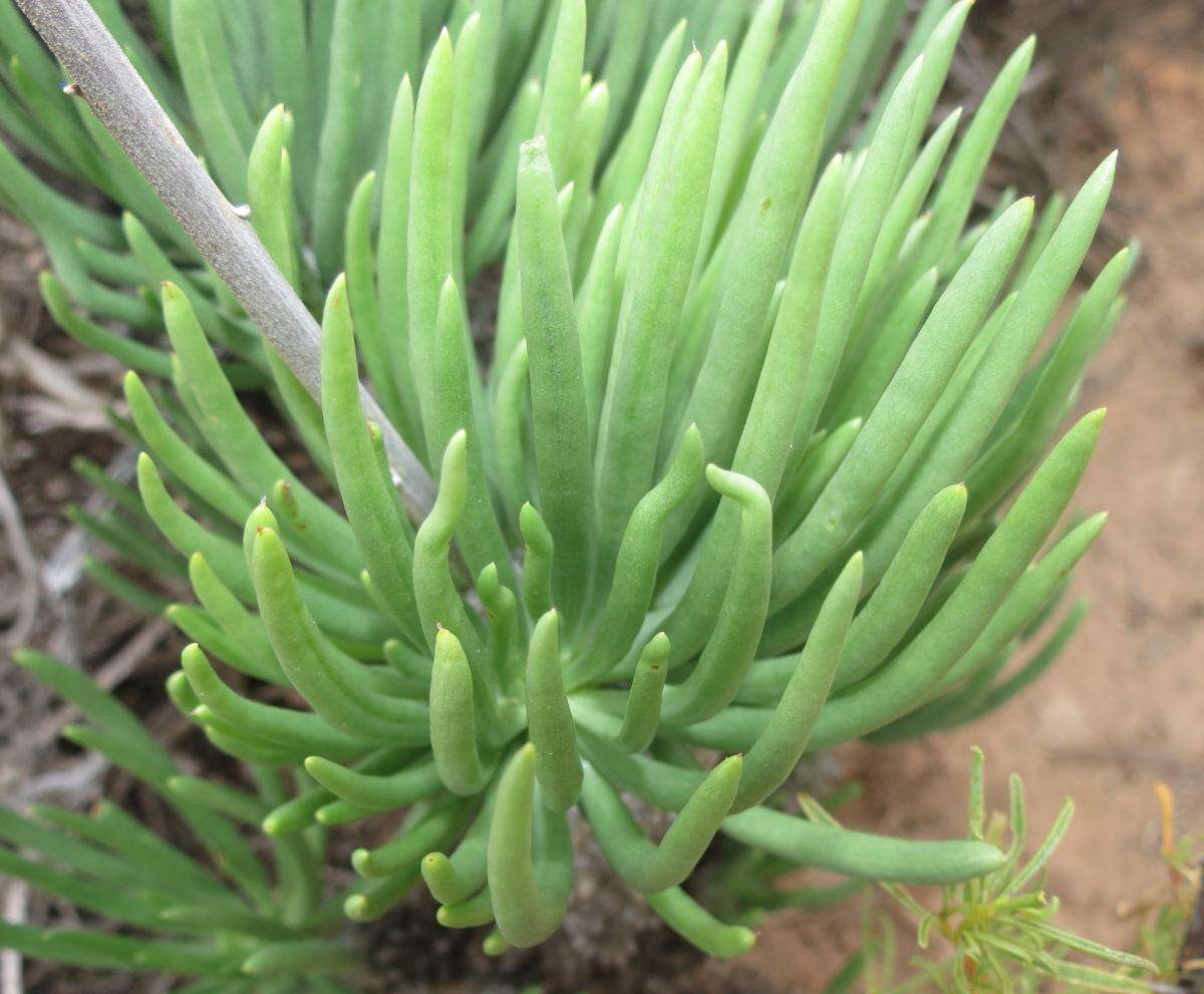 Image of Tylecodon wallichii subsp. wallichii