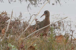 Image of Ridgway's Rail