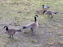 Image of Branta hutchinsii taverneri Delacour 1951