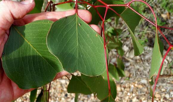 Image of Eucalyptus populnea subsp. populnea