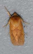 Image of V-lined Quaker Moth