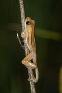 Image of De Witte's spiny reed frog