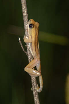 Image of De Witte's spiny reed frog