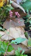 صورة Persicaria longiseta (De Bruyn) Kitagawa