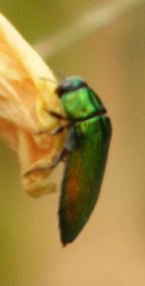 Image of <i>Acmaeodera <i>viridaenea</i></i> viridaenea