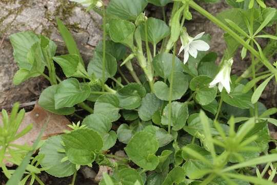 Viola striata Ait.的圖片