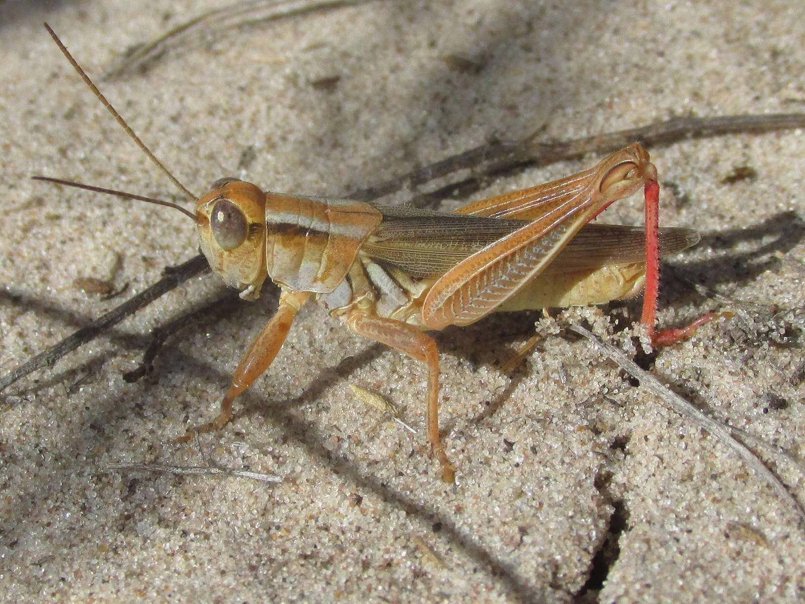 Слика од Melanoplus foedus foedus Scudder & S. H. 1878