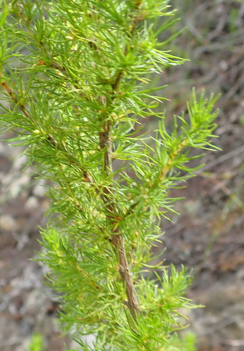 Image of Cliffortia paucistaminea var. australis C. Whitehouse