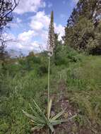 Image of Foxtail lily