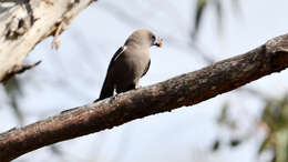 Image of Dusky Woodswallow