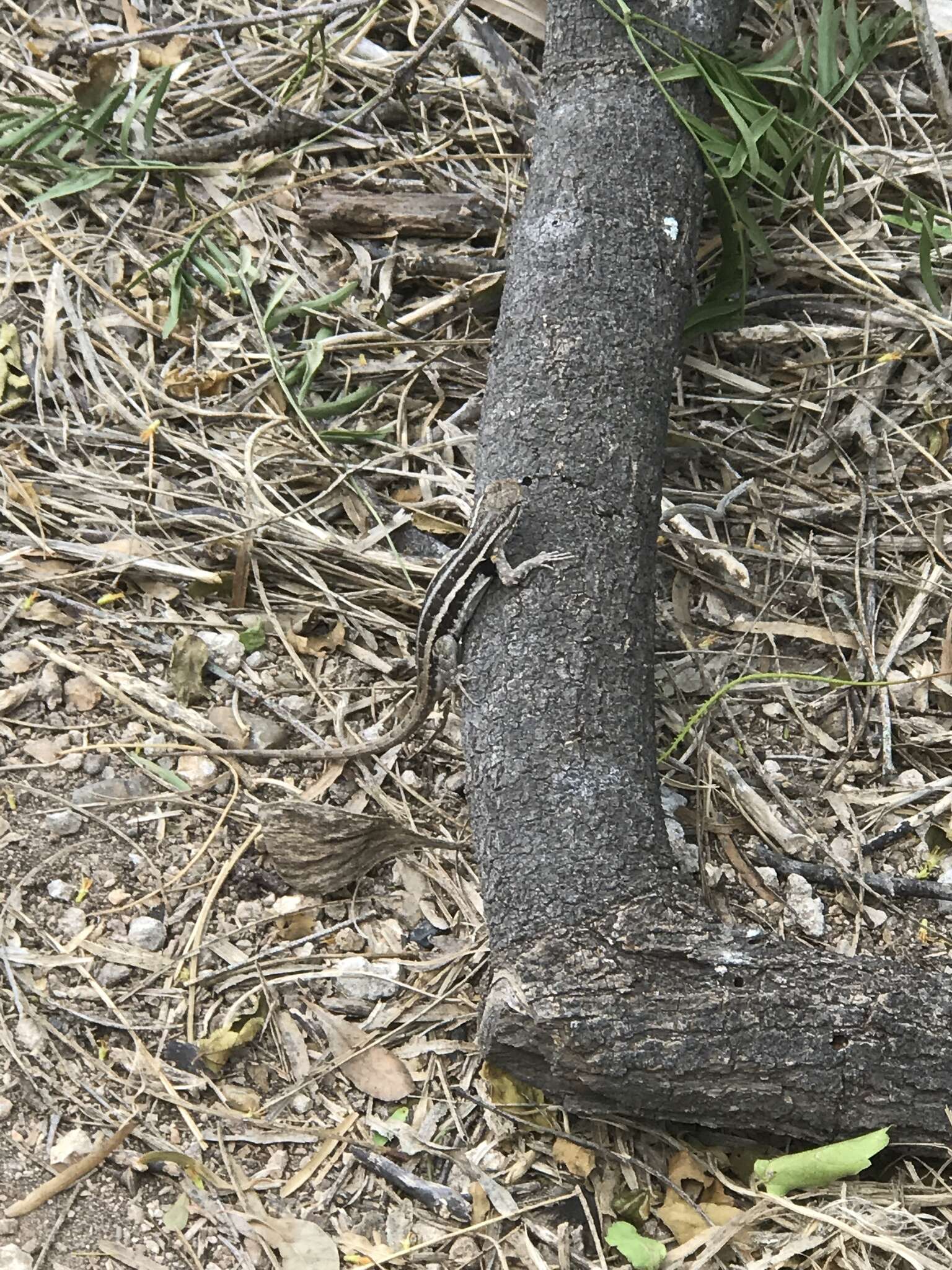 Image of Sceloporus variabilis marmoratus Hallowell 1852