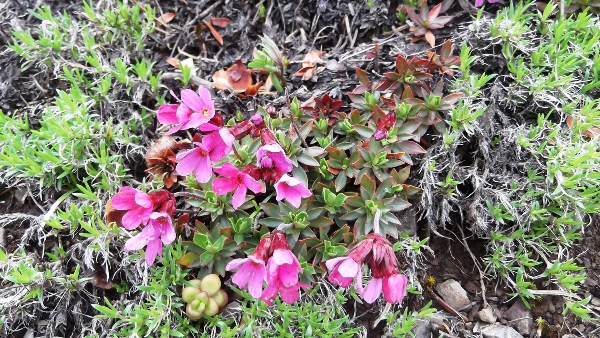 Plancia ëd Douglasia laevigata A. Gray