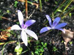 Image of Caladenia sericea Lindl.