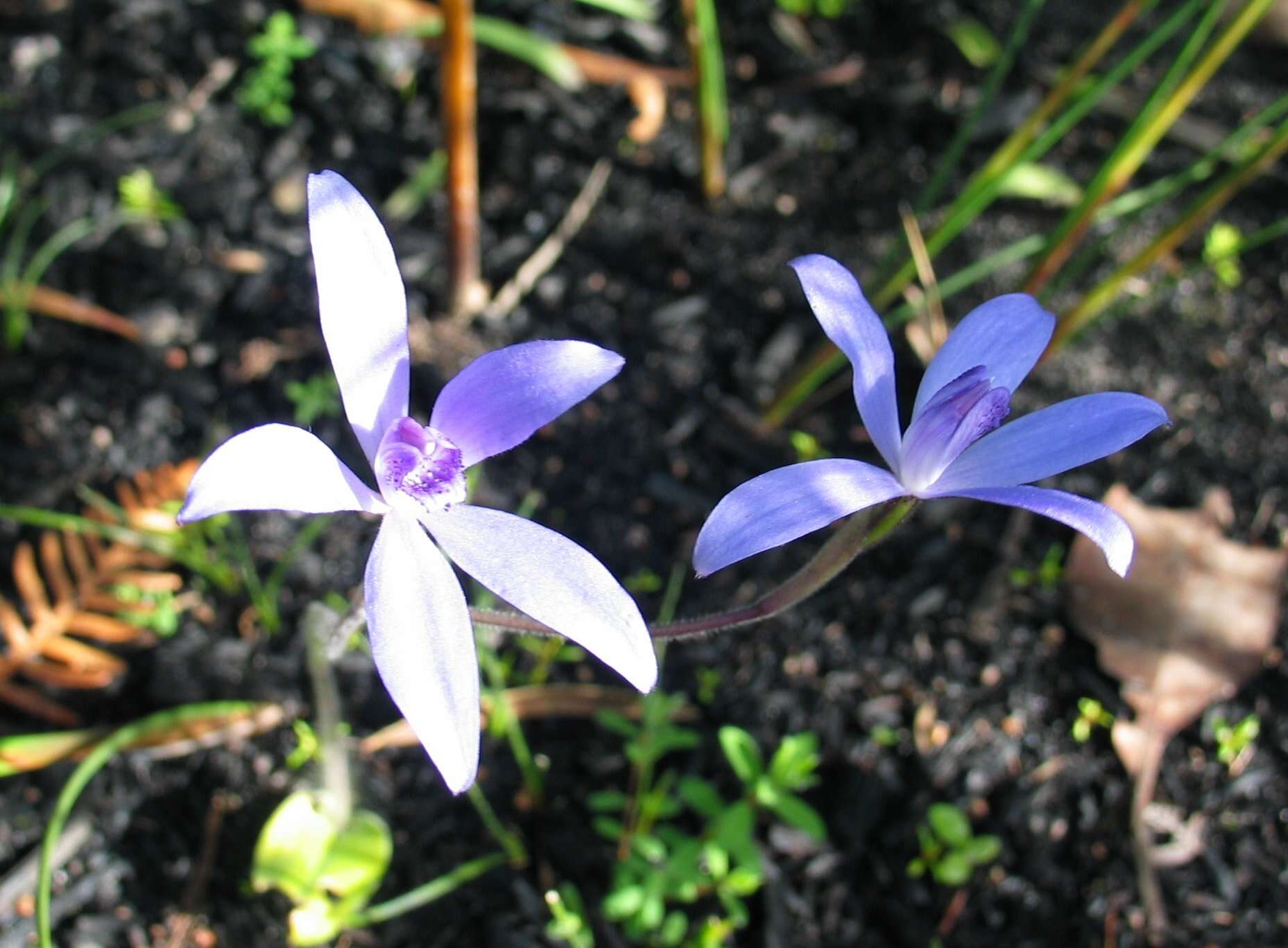 Caladenia sericea Lindl.的圖片