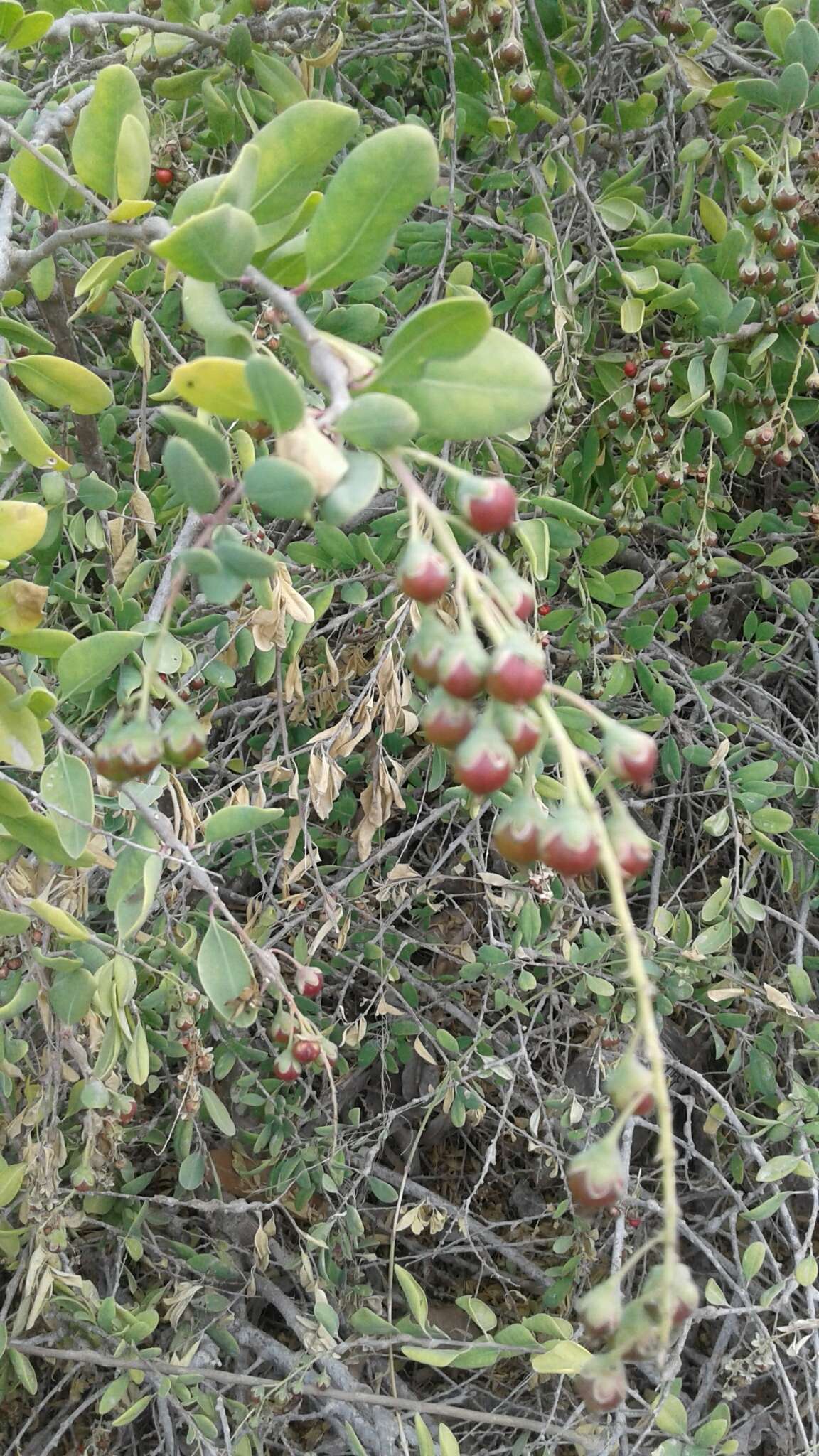 Image de Stegnosperma halimifolium Benth.