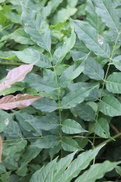 Image of Chinese wisteria