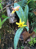 Image of dogtooth violet