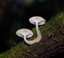 Image of Roridomyces austrororidus (Singer) Rexer 1994