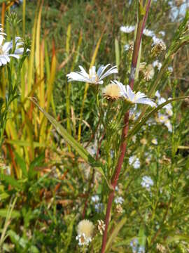 Imagem de Symphyotrichum lentum (Greene) G. L. Nesom