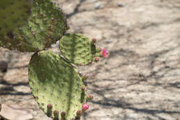 Image of Opuntia pilifera F. A. C. Weber