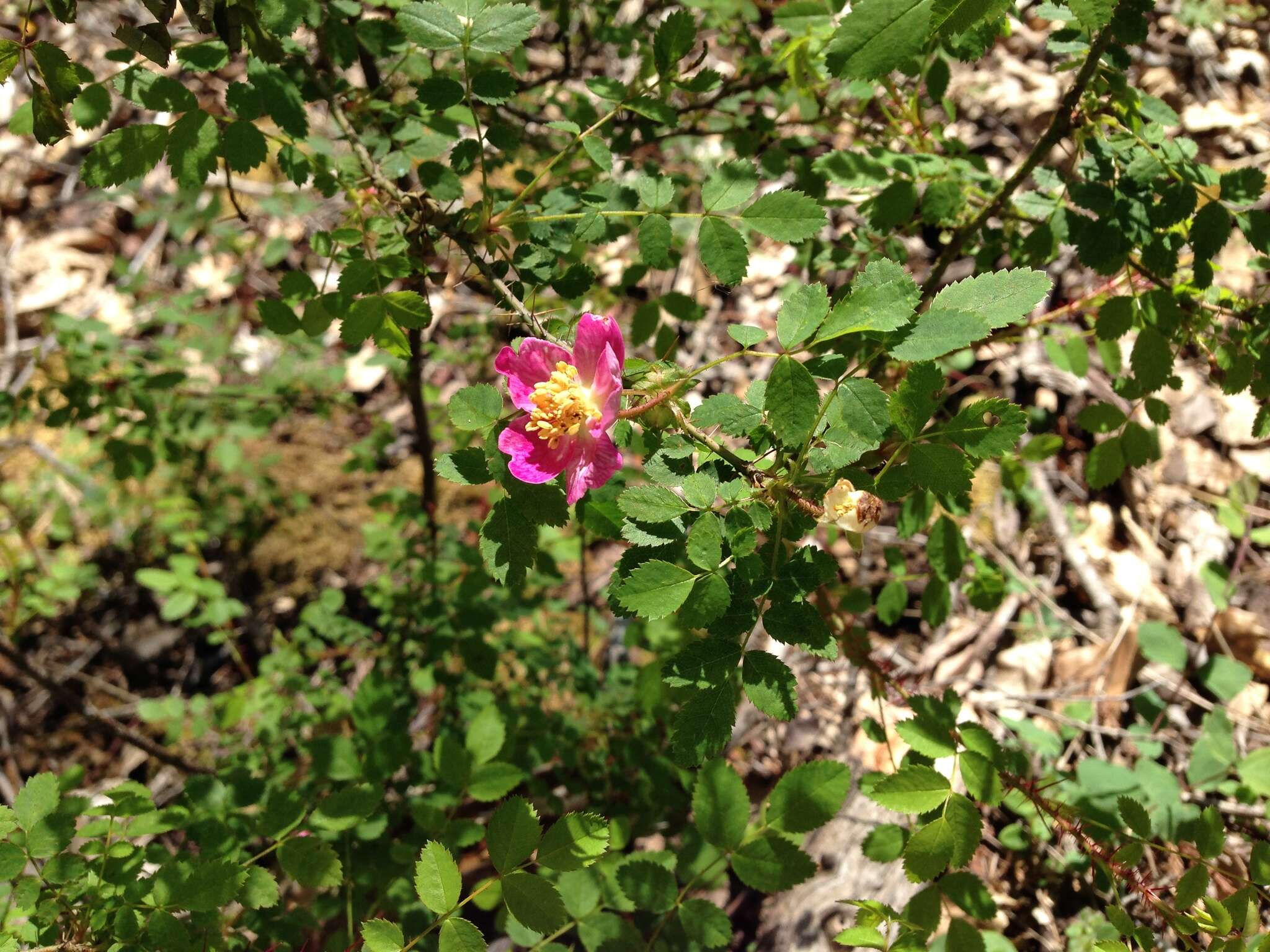 Imagem de Rosa gymnocarpa subsp. gymnocarpa