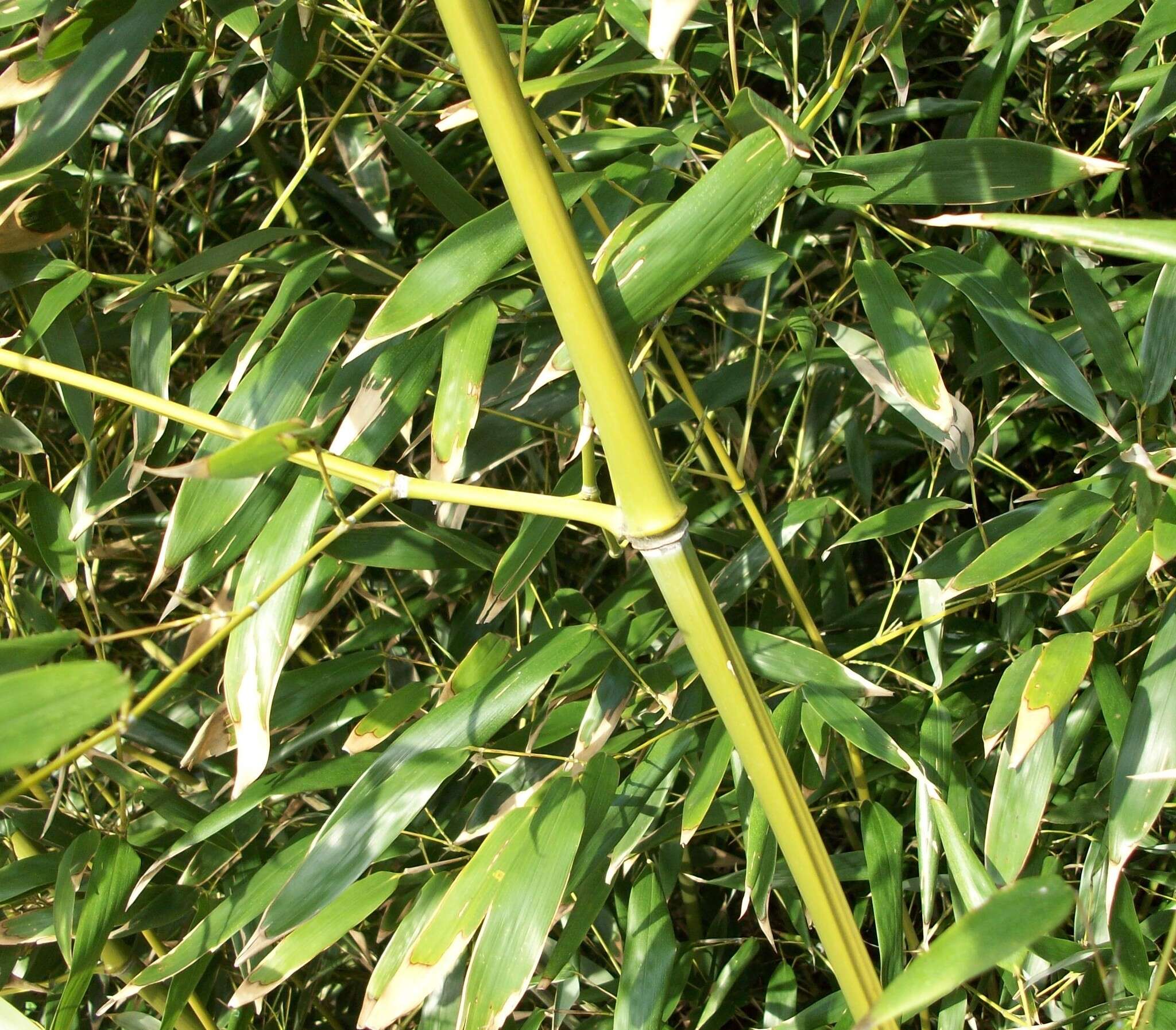 Image of golden bamboo