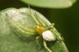 Image of Aoaraneus pentagrammicus