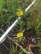 Image of Atlantic St. John's-Wort